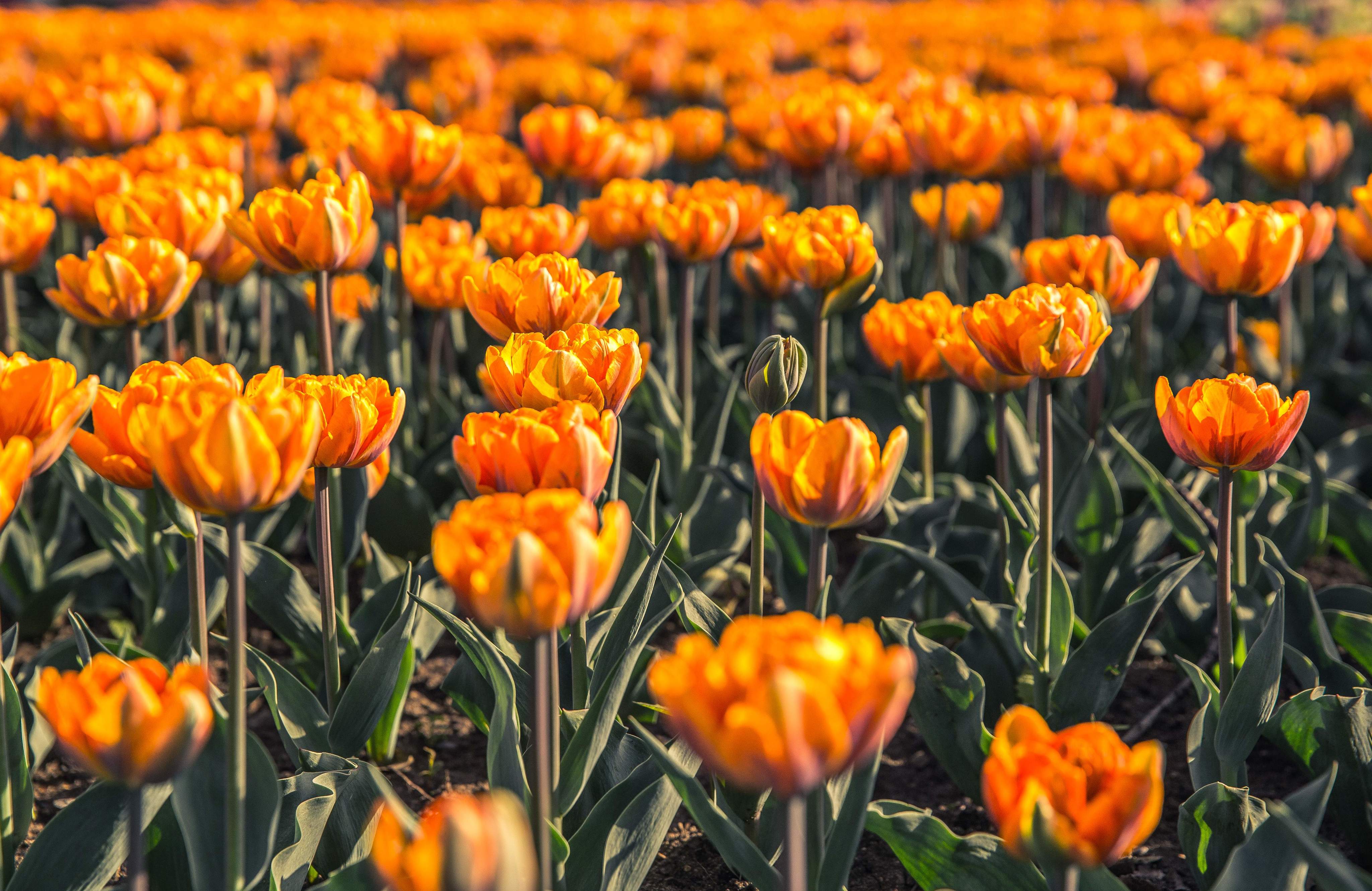 Orange Flowers