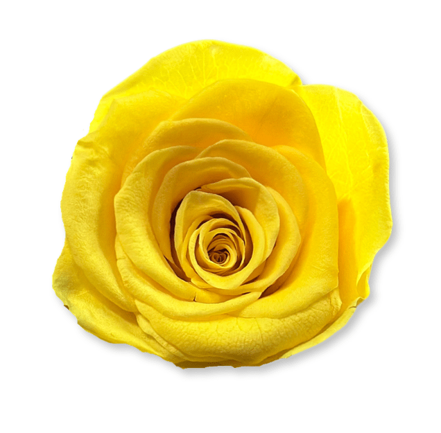 Forever Jumbo Rectangle - Petal Relations LA