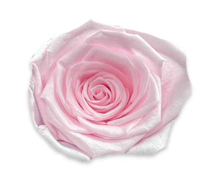 Forever Jumbo Rectangle - Petal Relations LA