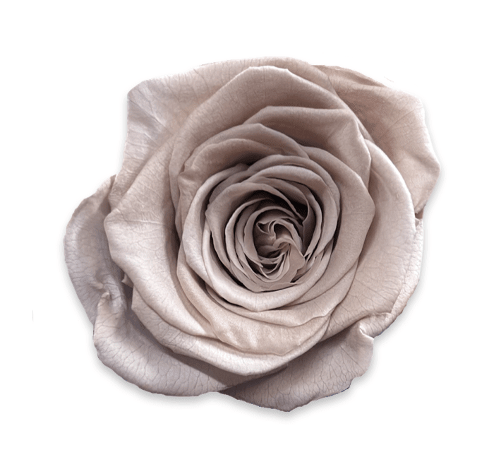 Forever Jumbo Rectangle - Petal Relations LA