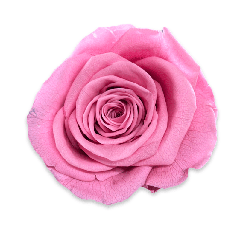 Forever Jumbo Rectangle - Petal Relations LA