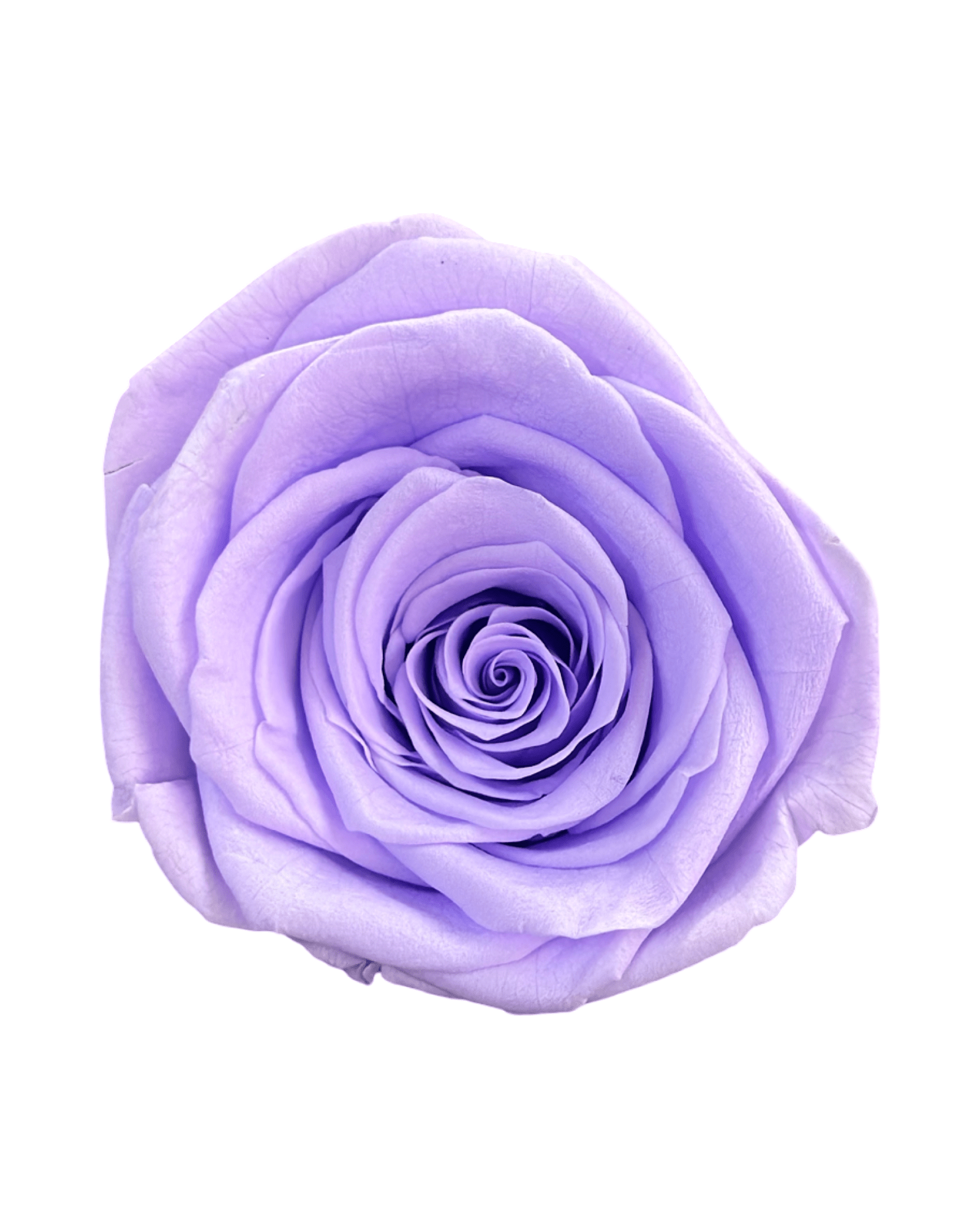 Forever Large Square - Petal Relations LA