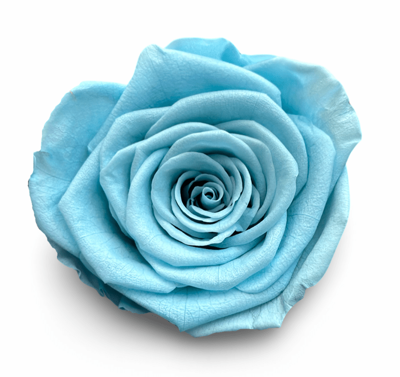 Forever Large Square - Petal Relations LA