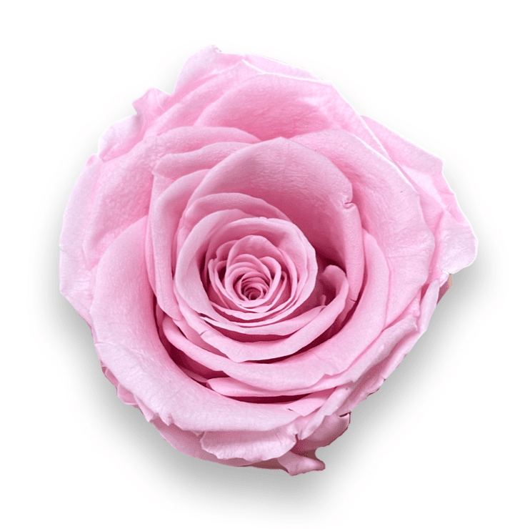 Forever Large Square - Petal Relations LA