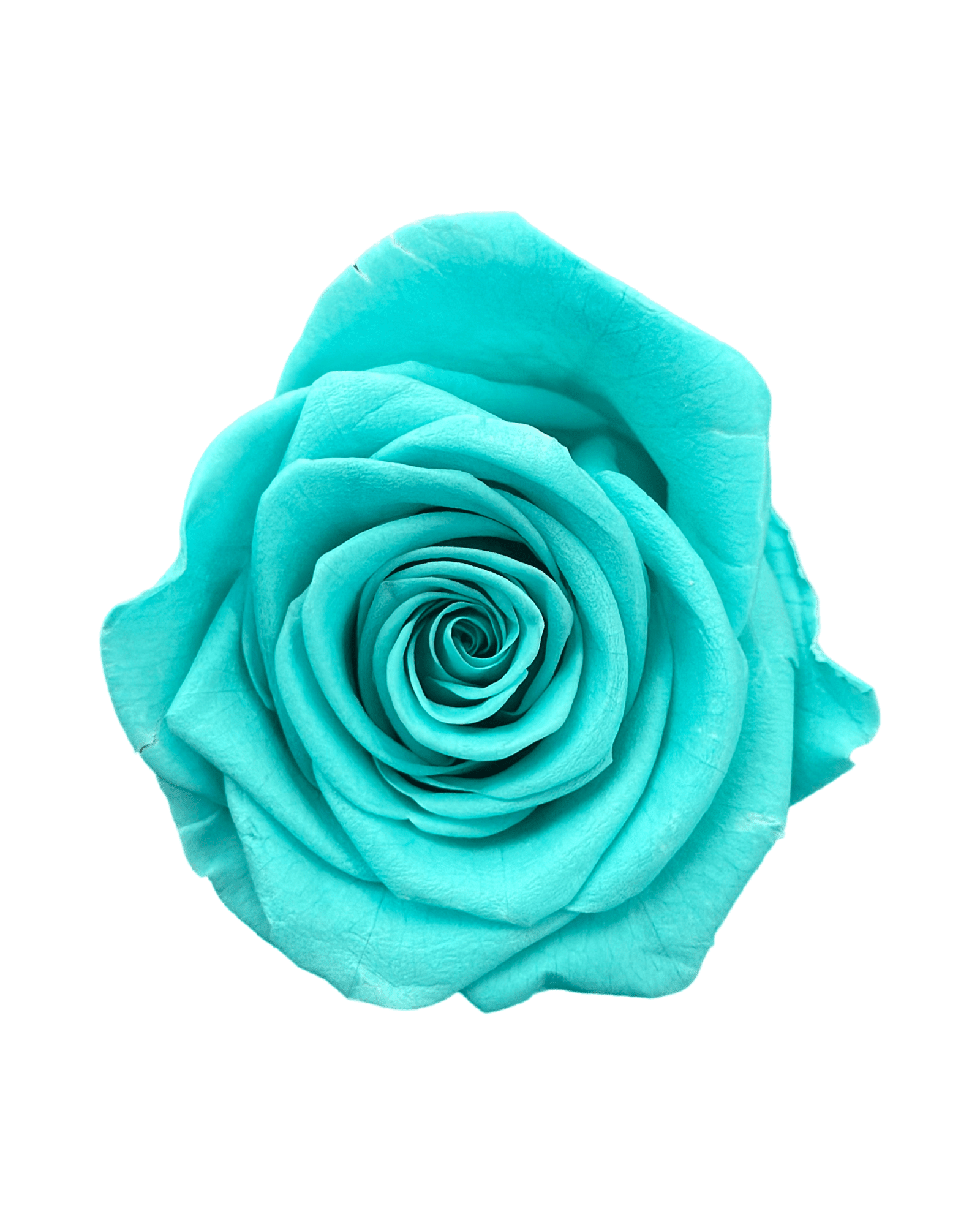 Forever Large Square - Petal Relations LA