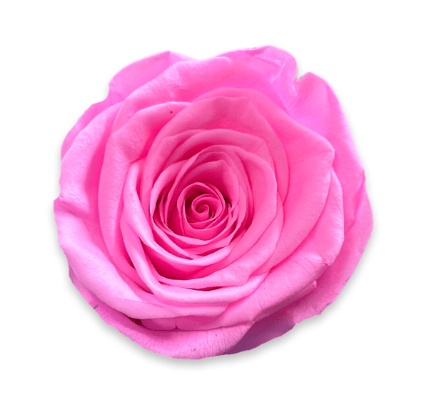 Forever Medium Square - Petal Relations LA