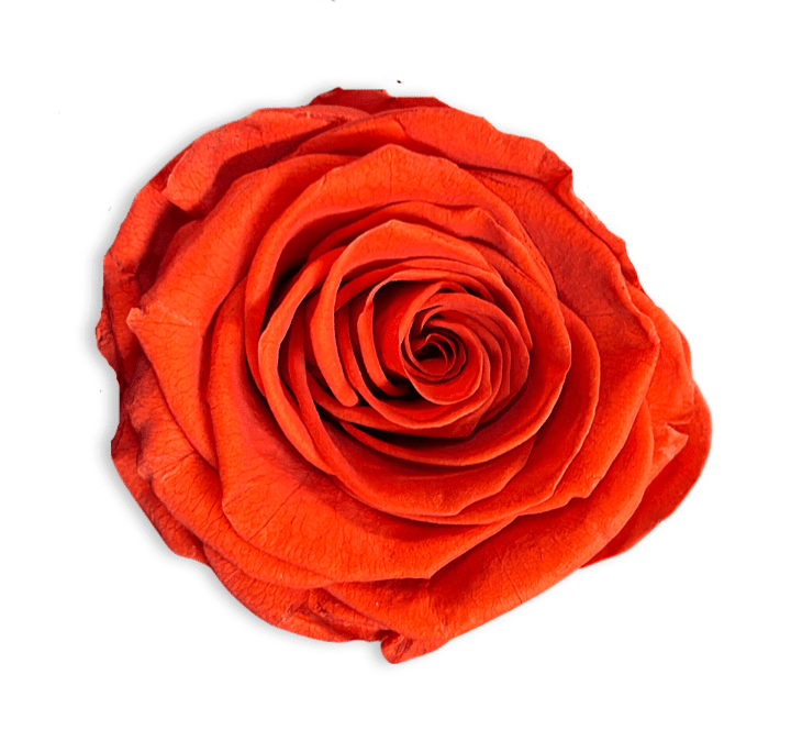 Forever Medium Square - Petal Relations LA