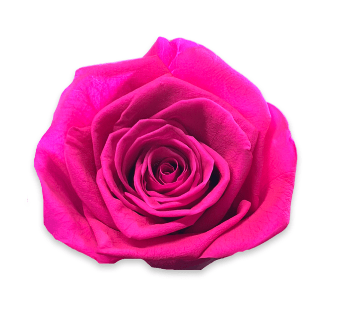Forever Round in a Box - Petal Relations LA