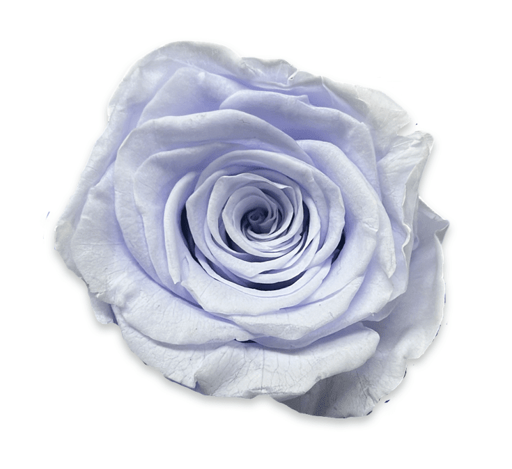 Forever Round in a Box - Petal Relations LA