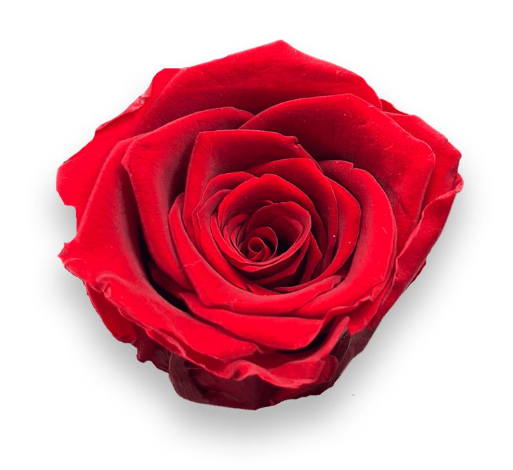 Forever Round in a Box - Petal Relations LA