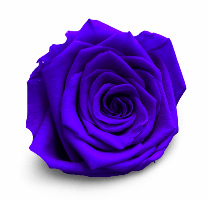 Forever Round in a Box - Petal Relations LA