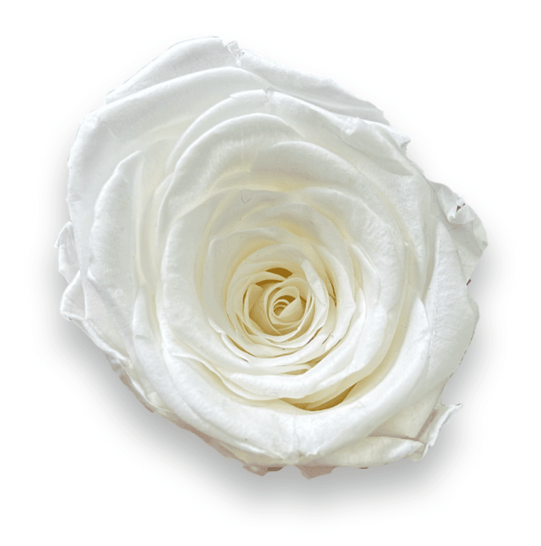 Forever Small Square - Petal Relations LA