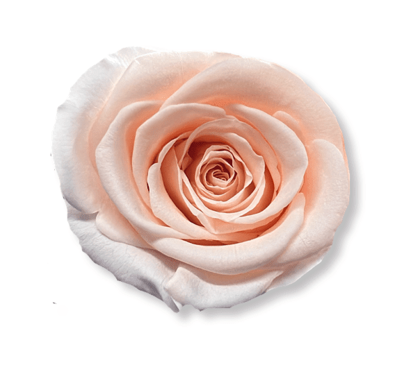 Forever Small Square - Petal Relations LA
