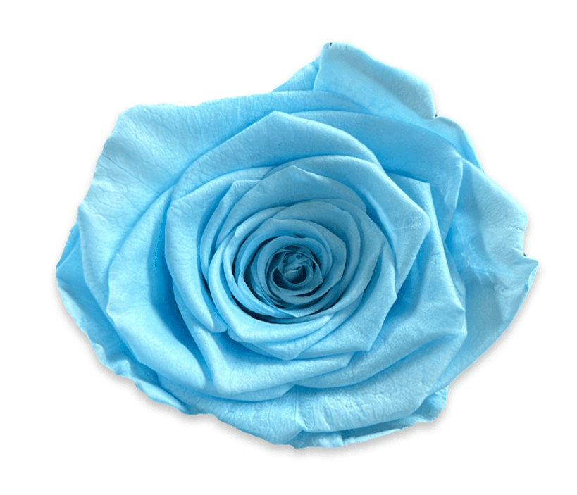 Forever Small Square - Petal Relations LA