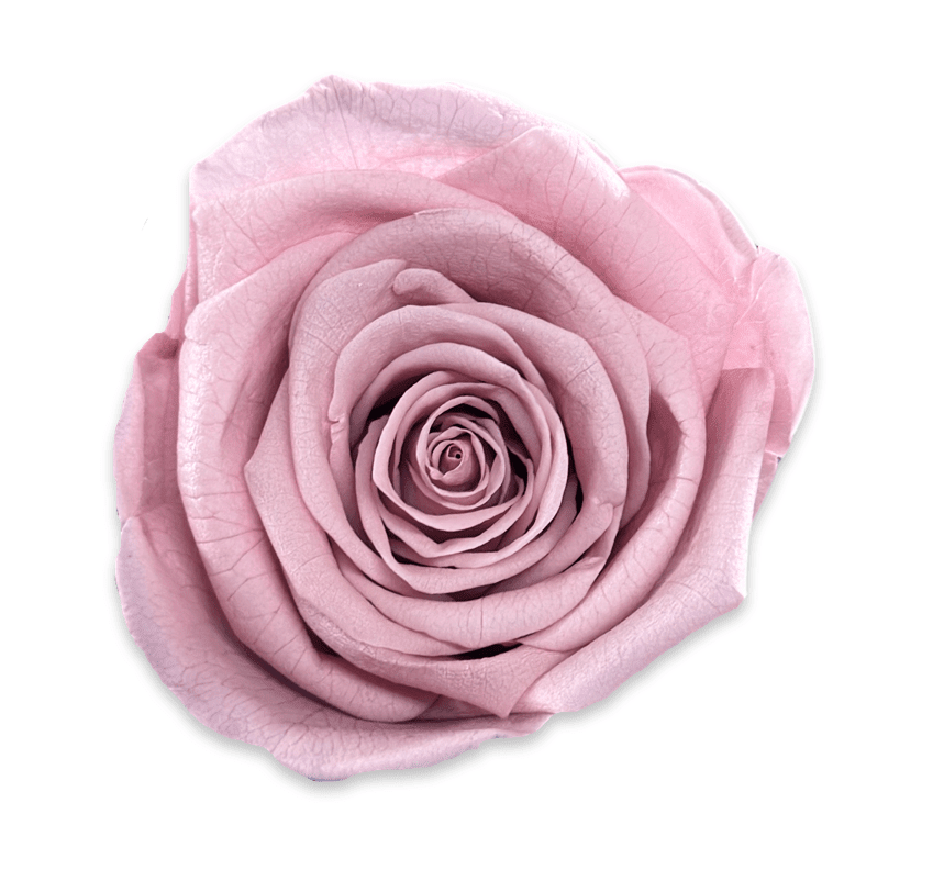 Forever Small Square - Petal Relations LA