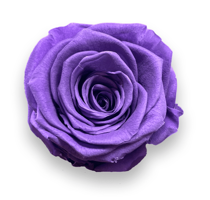 Forever Small Square - Petal Relations LA