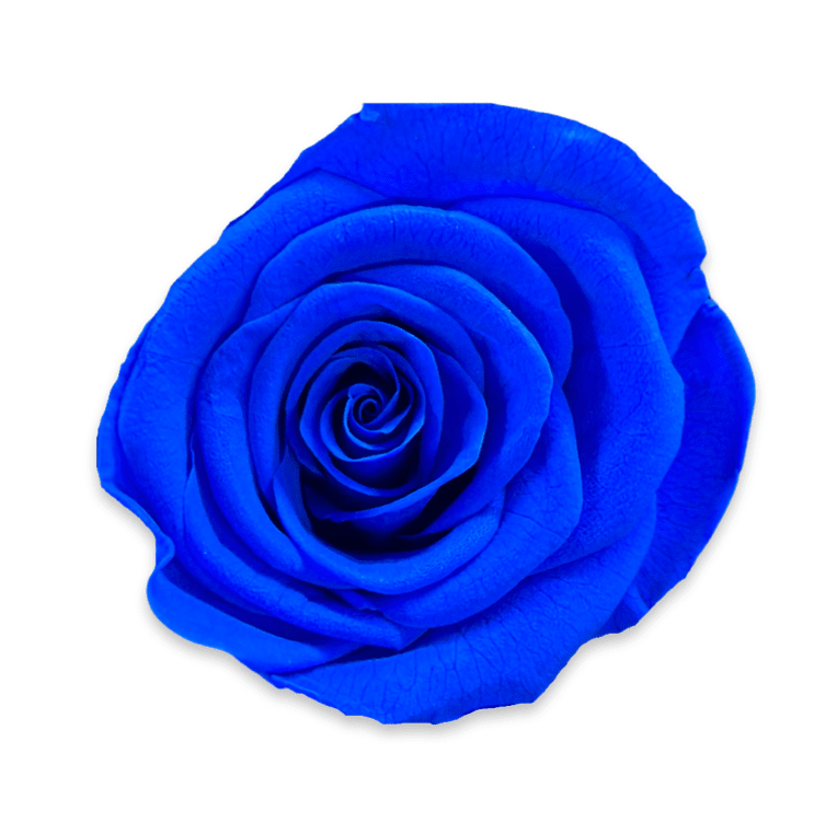 Forever Small Square - Petal Relations LA