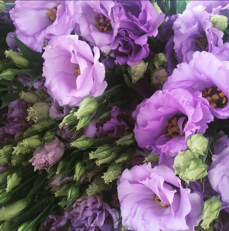 Lisianthus