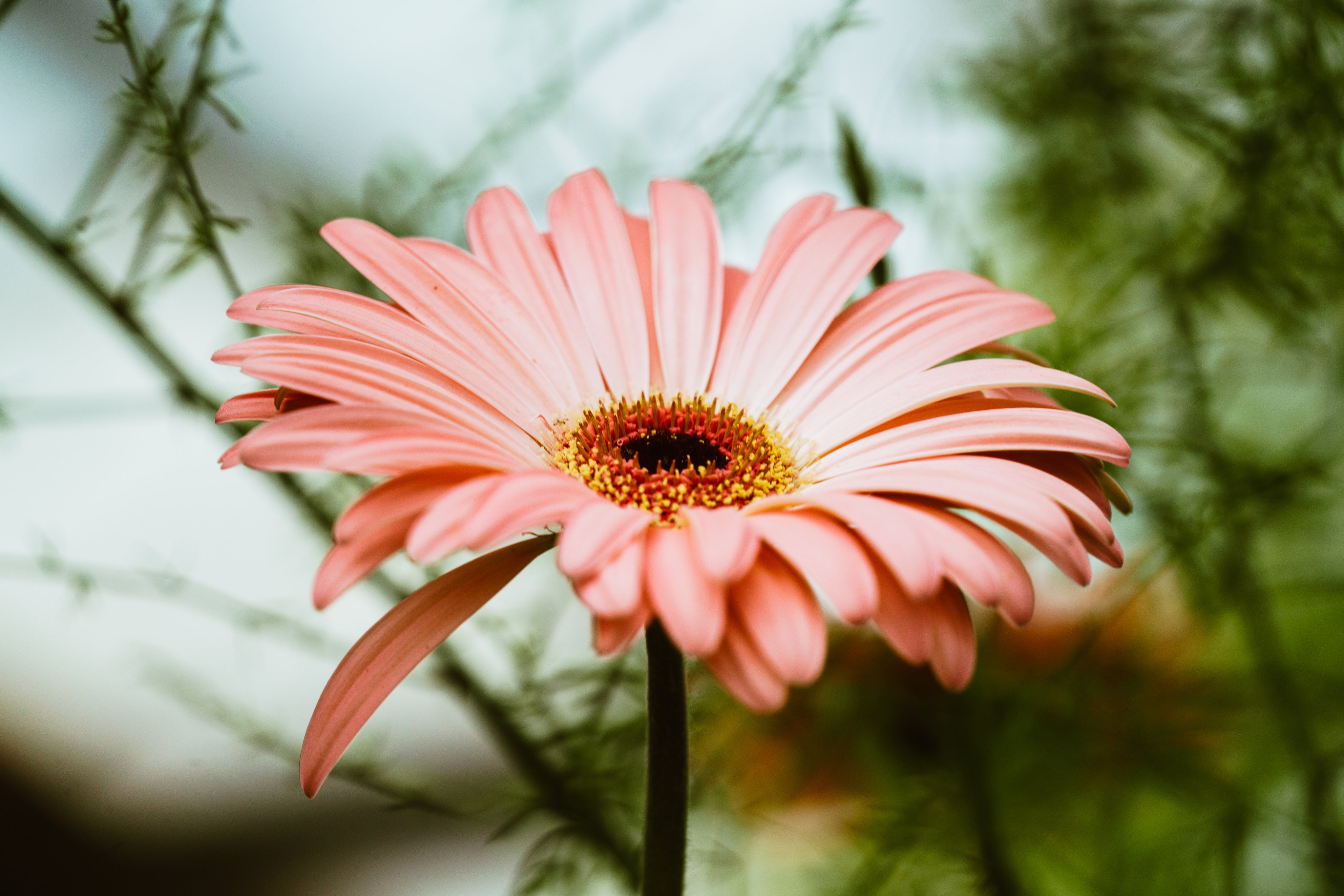 Daisy