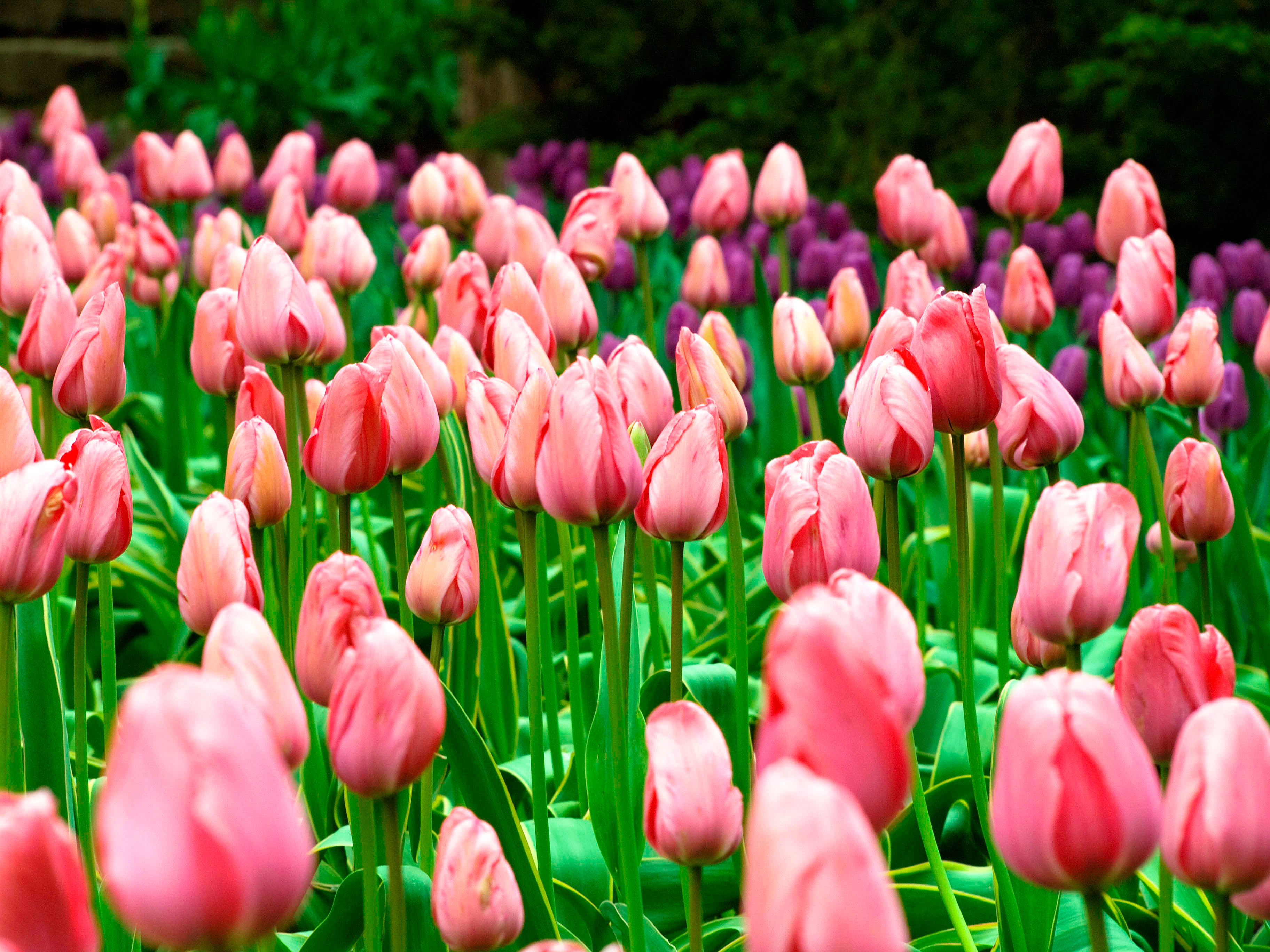 Tulips