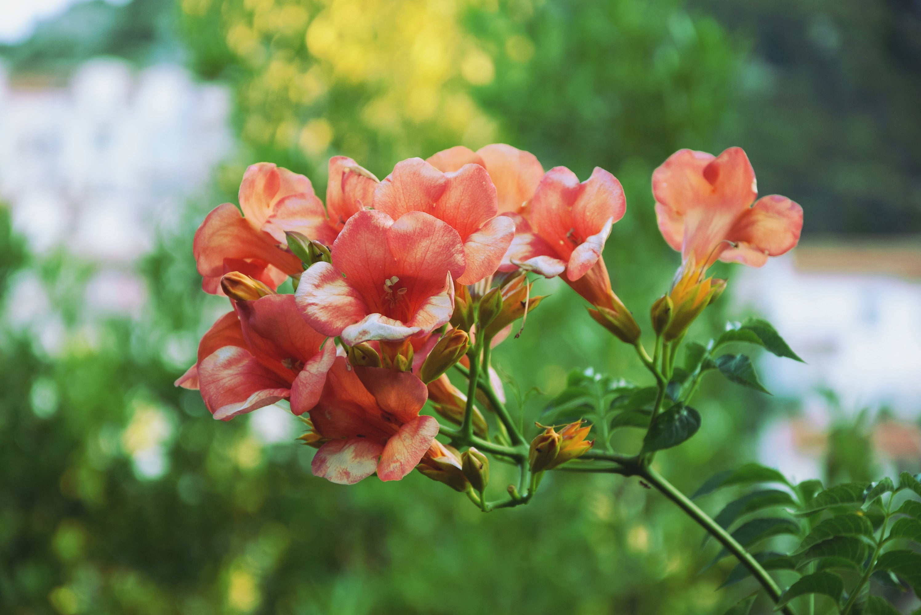 Peach Flowers