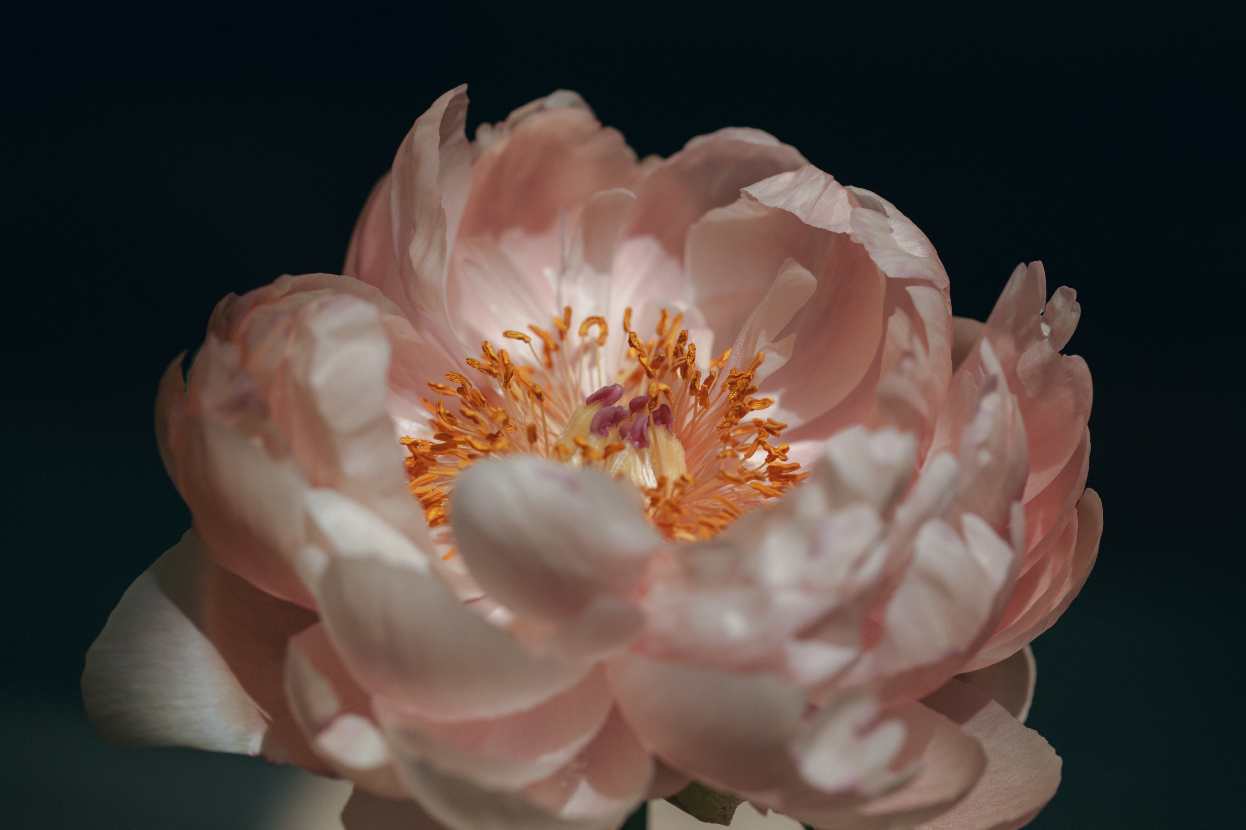 Peonies