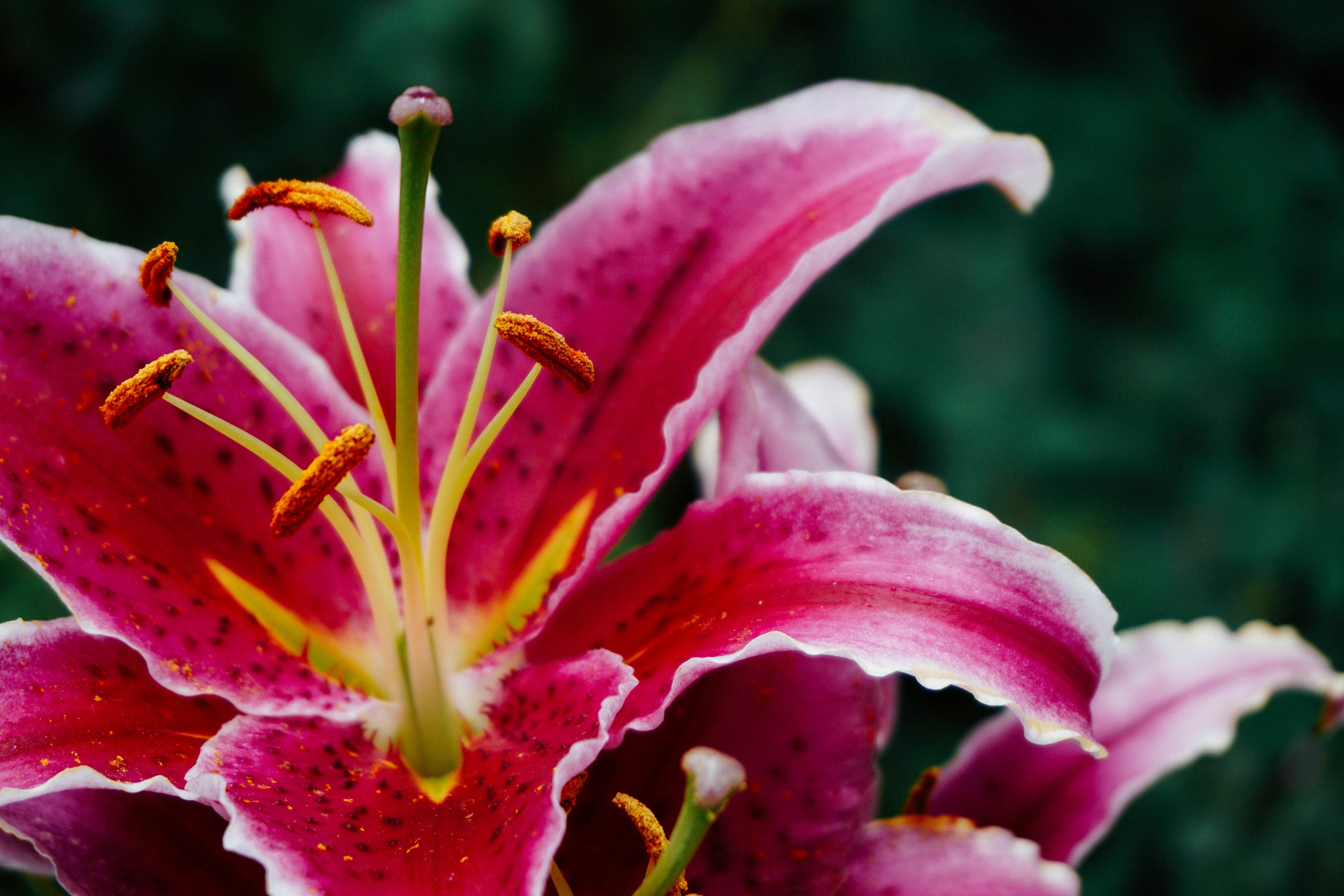 Lilies
