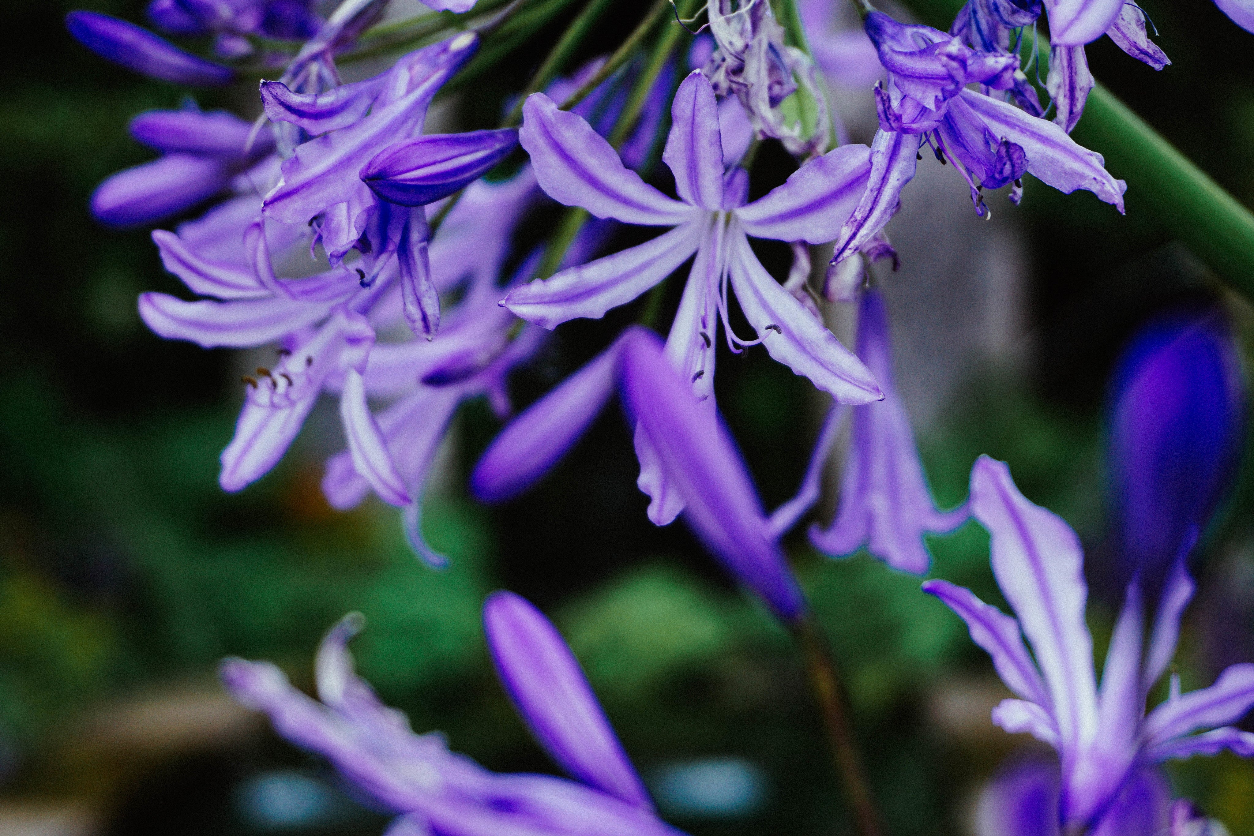 Purple & Lavender Flowers