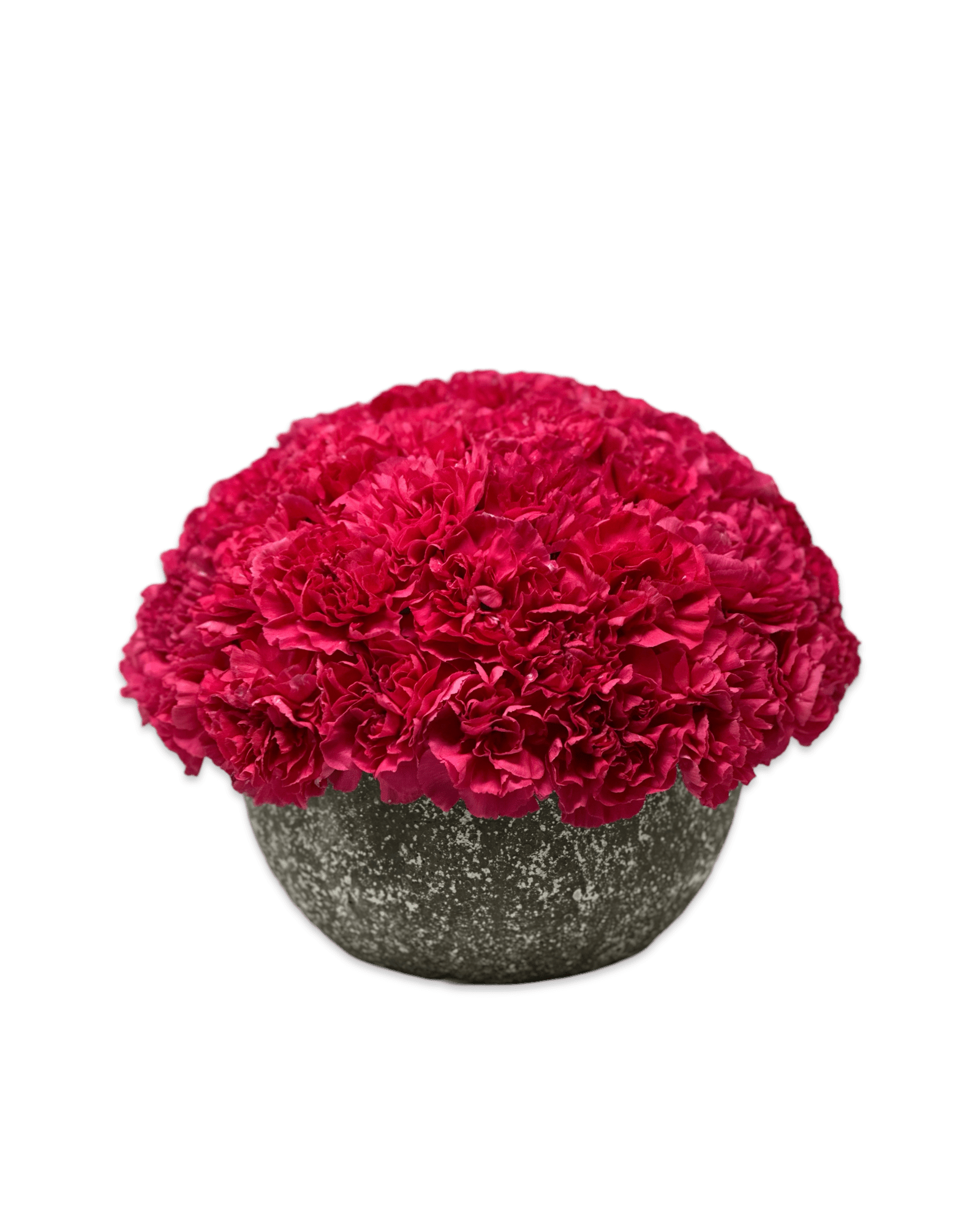 Simply Carnations - Petal Relations LA