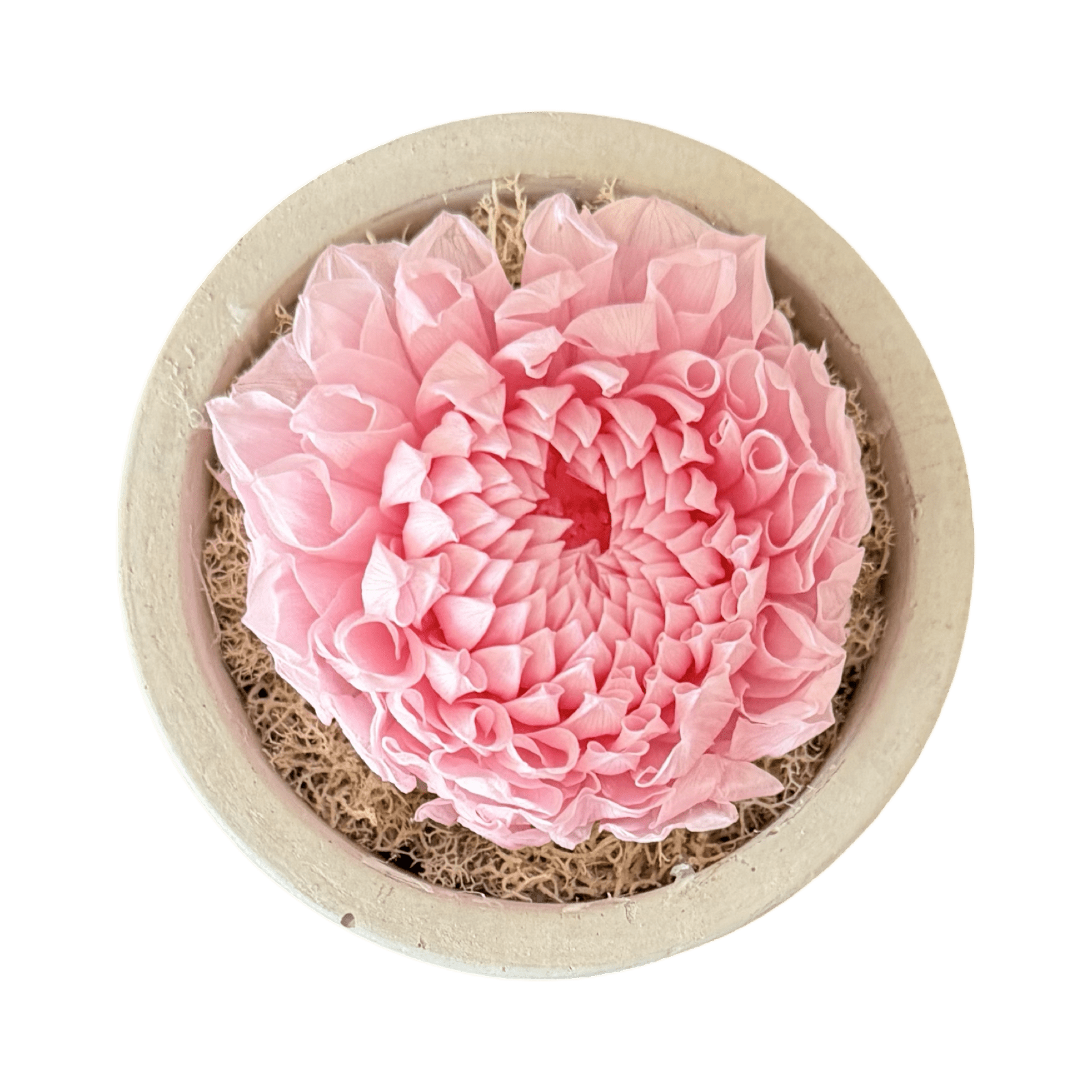 Single - Forever Dahlia - Petal Relations LA