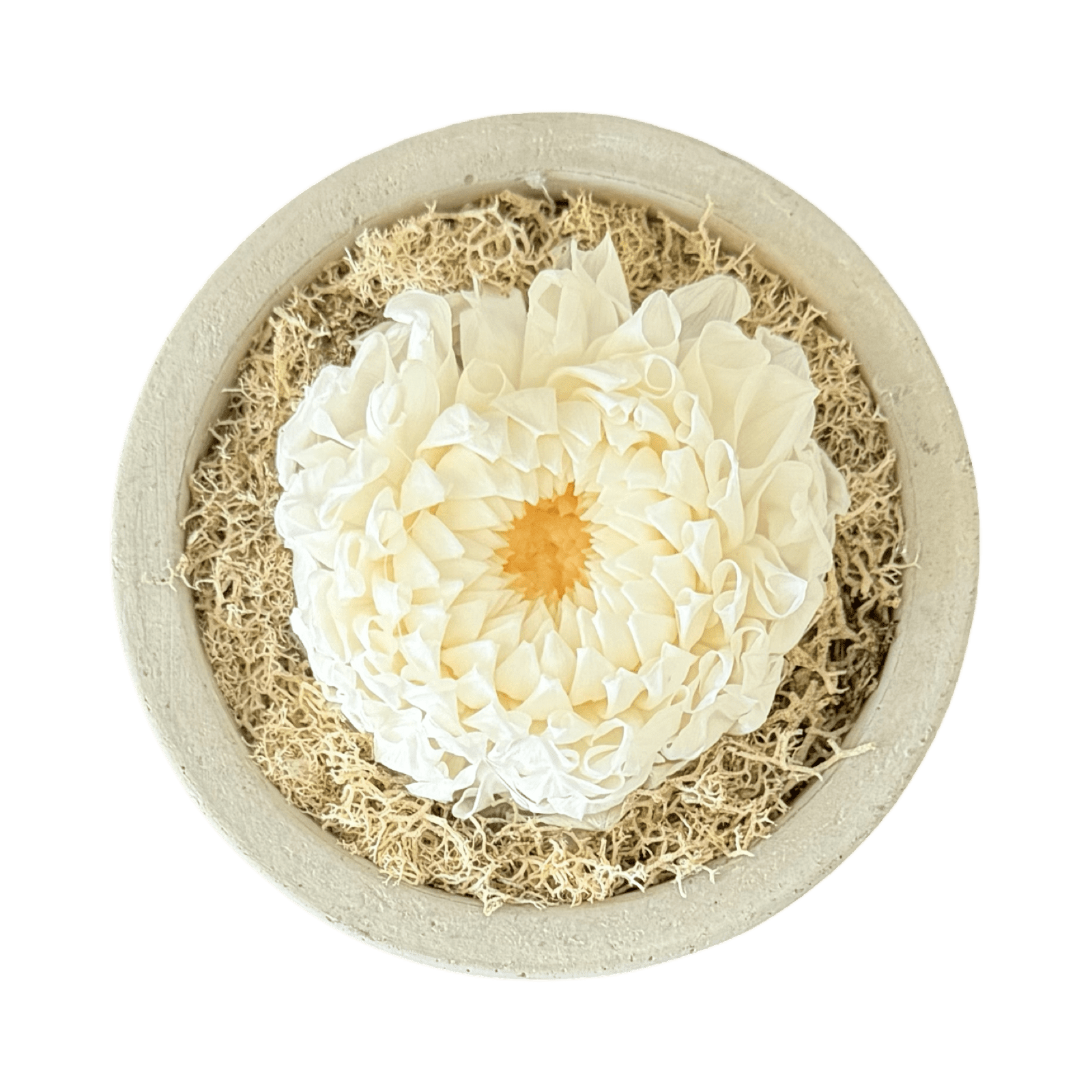 Single - Forever Dahlia - Petal Relations LA
