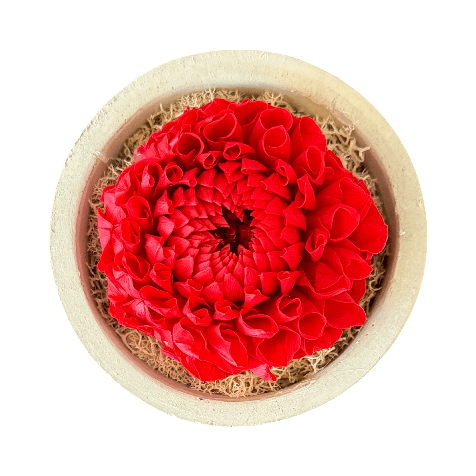 Single - Forever Dahlia - Petal Relations LA
