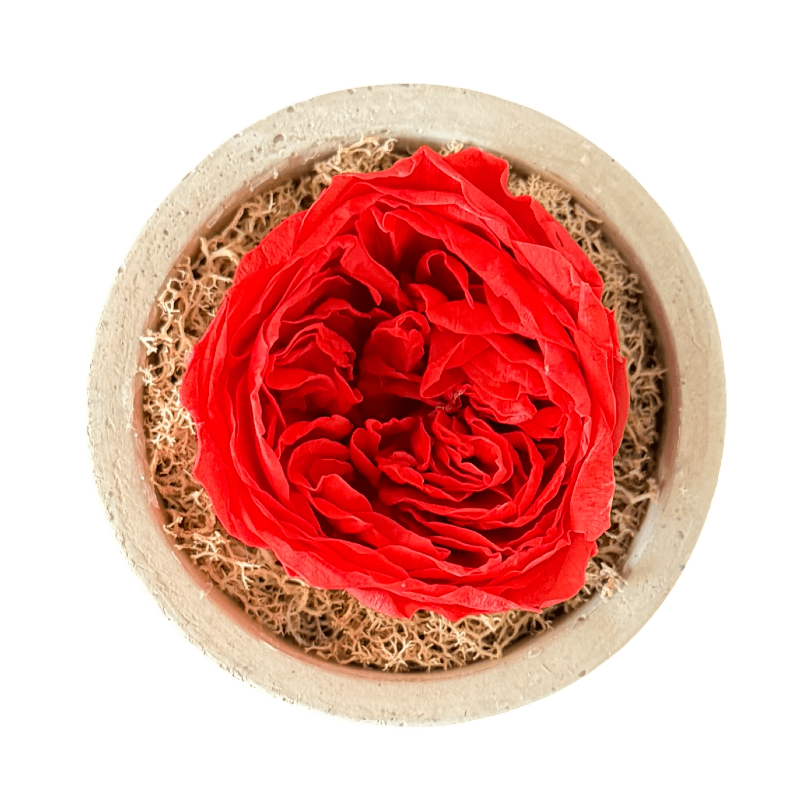 Single - Forever Garden Rose - Petal Relations LA