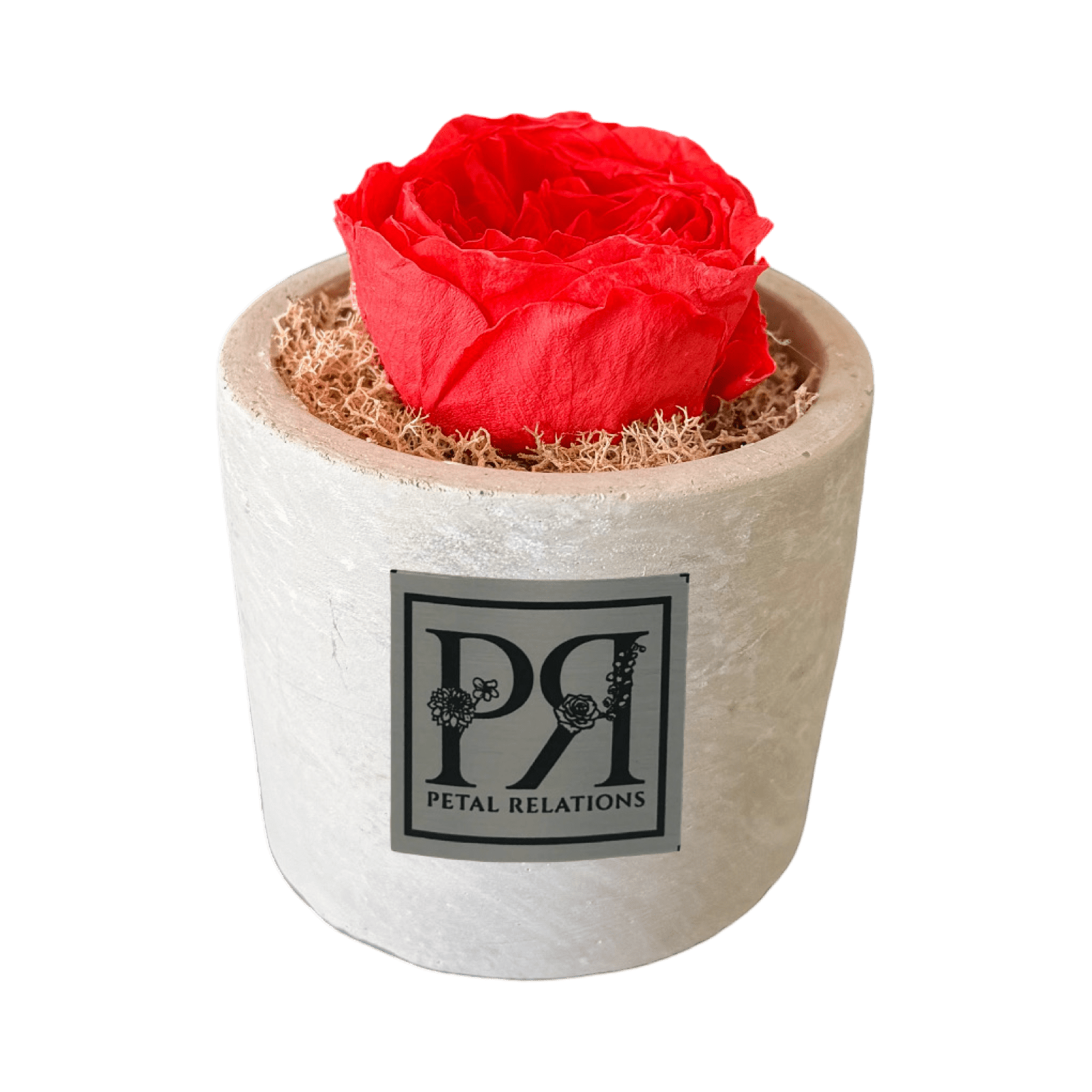 Single - Forever Garden Rose - Petal Relations LA