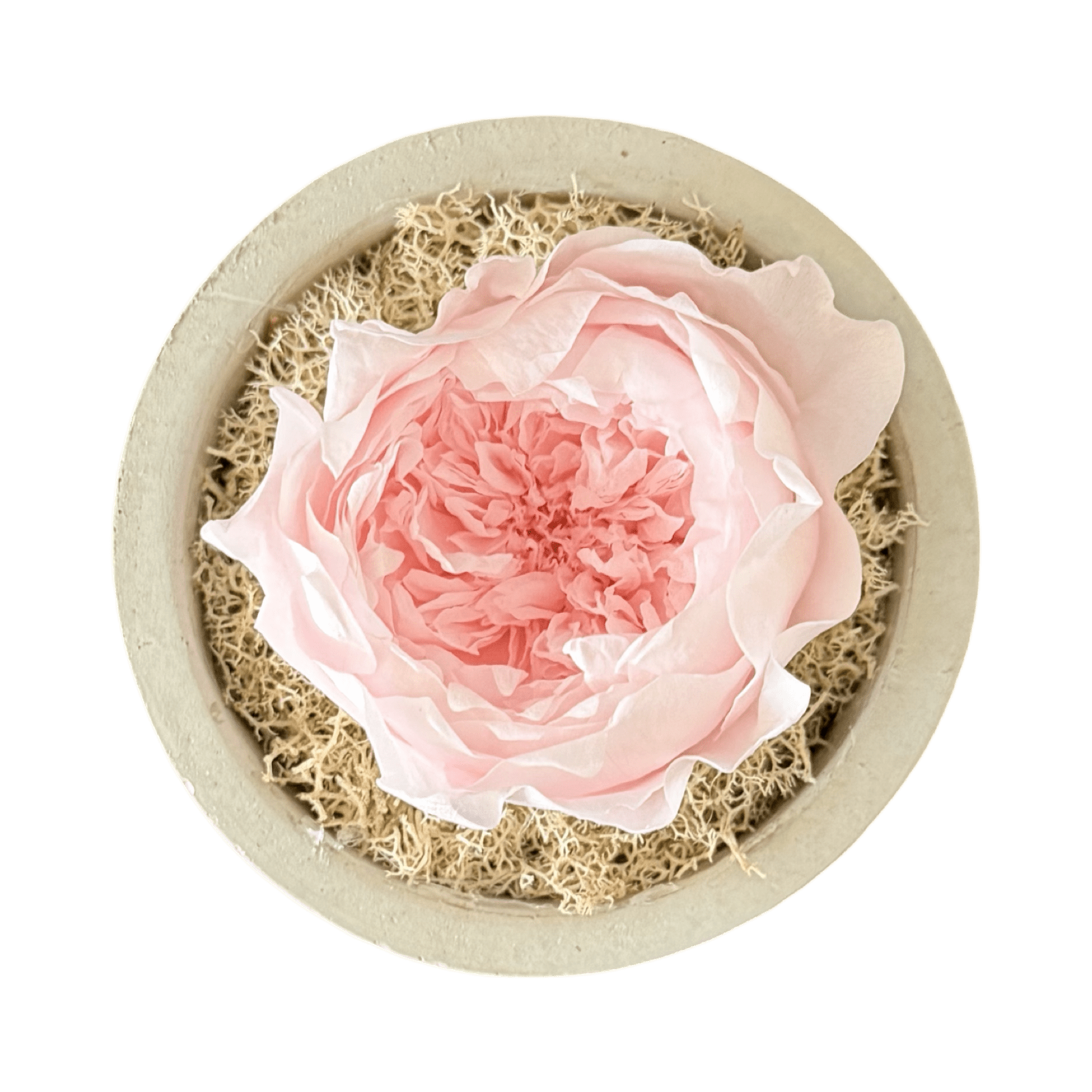 Single - Forever Garden Rose - Petal Relations LA