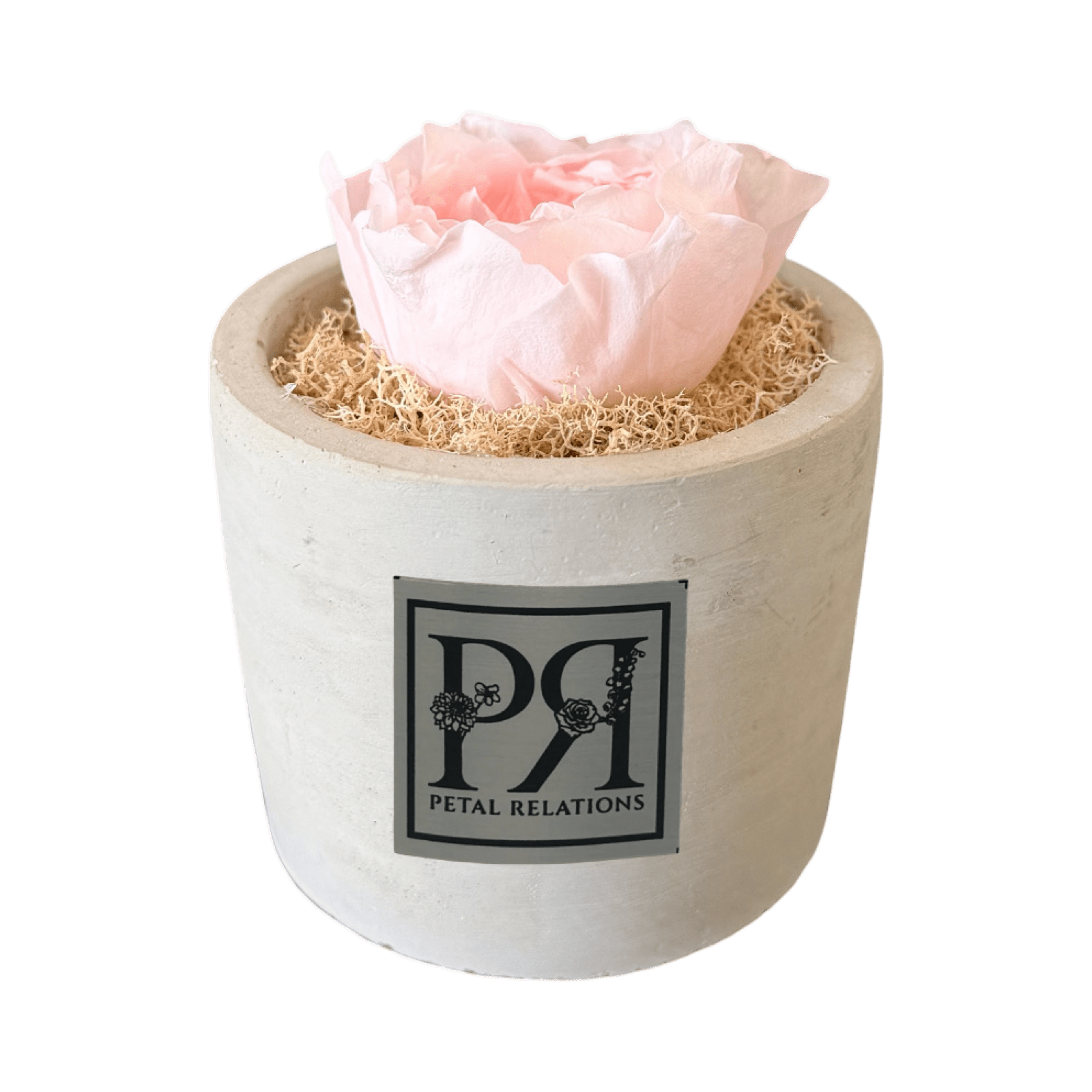 Single - Forever Garden Rose - Petal Relations LA