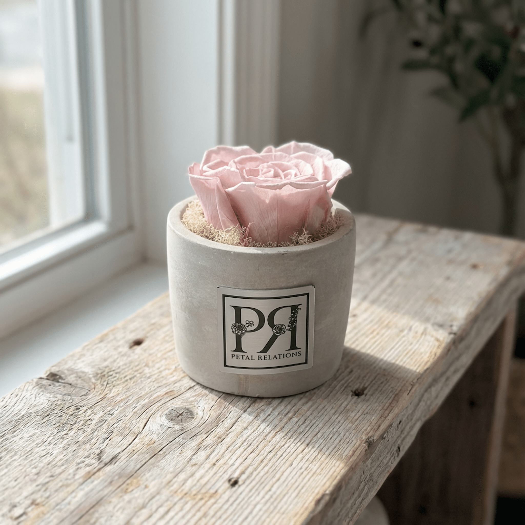 Single - Forever Rose - Petal Relations LA