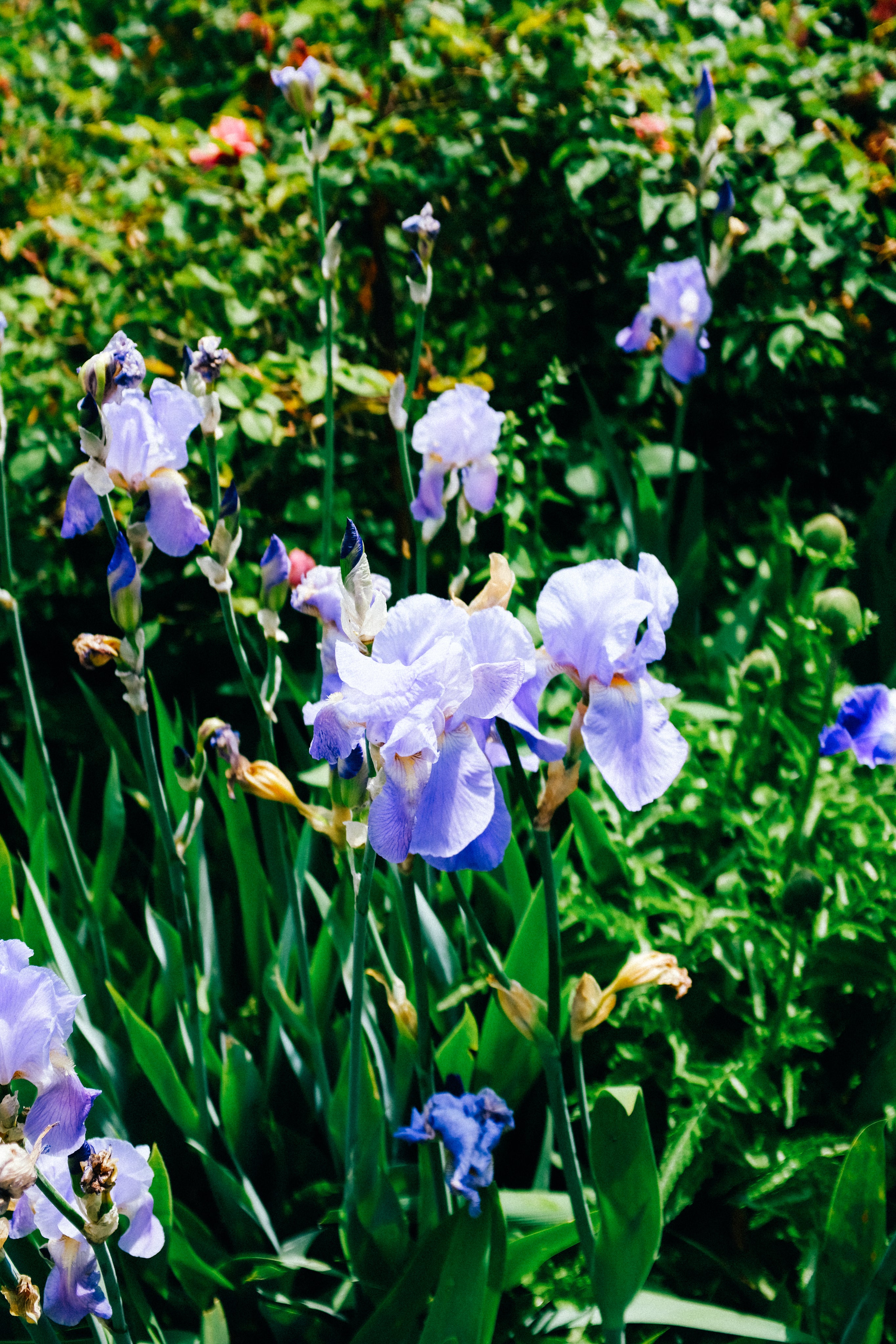 Iris