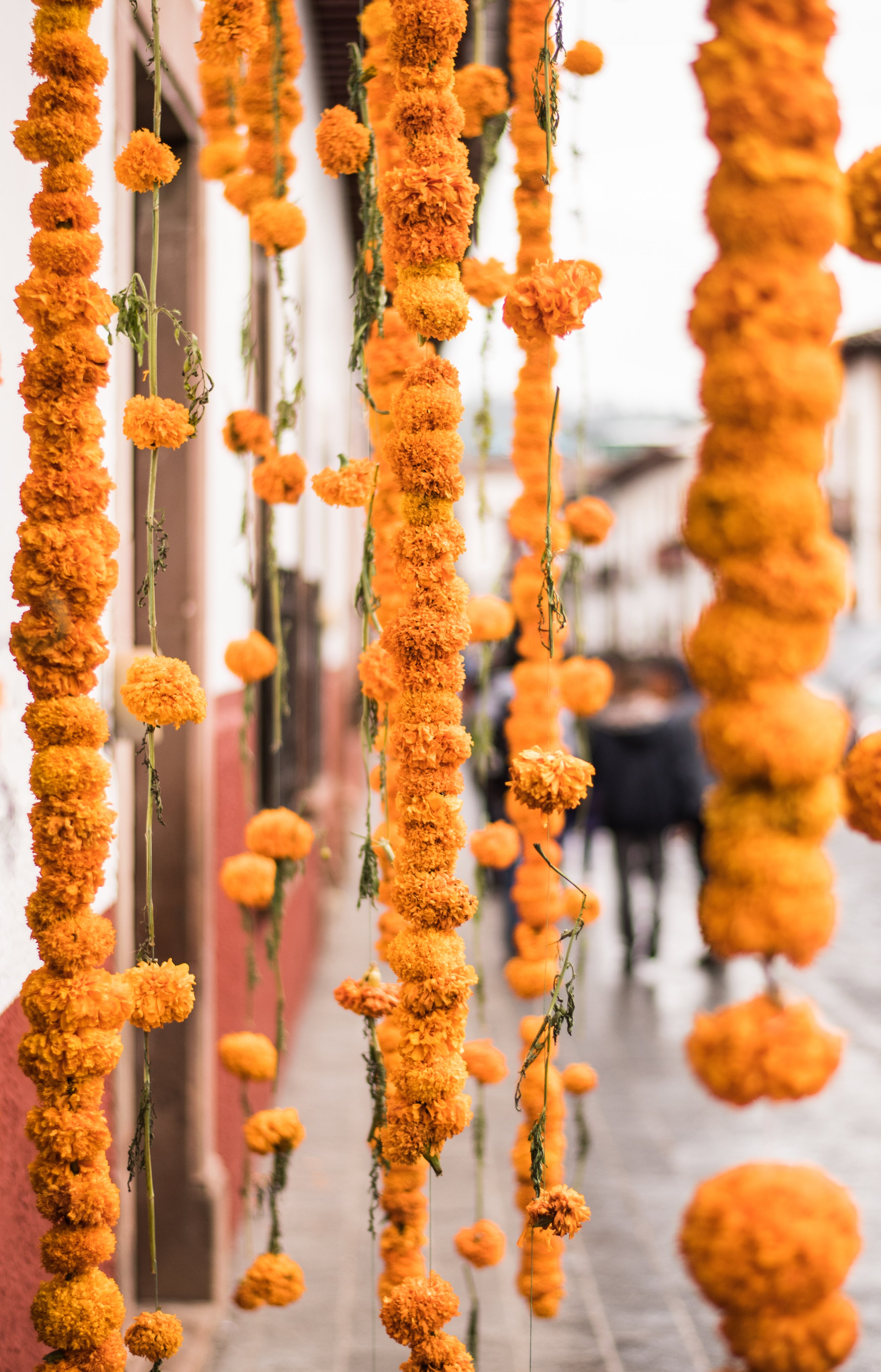 Marigold