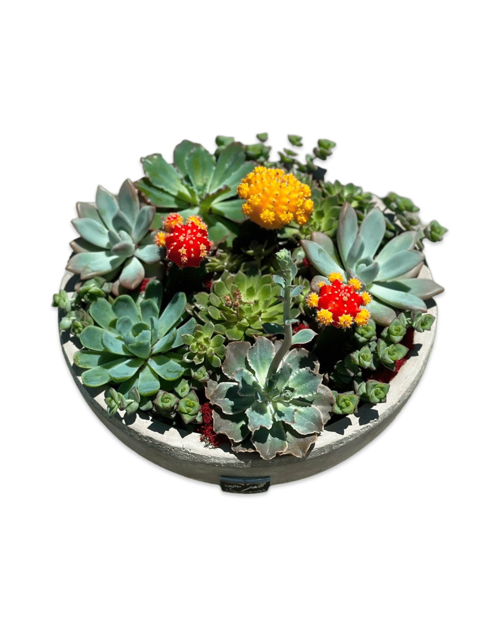 Succulent & Cactus Mix - Petal Relations LA