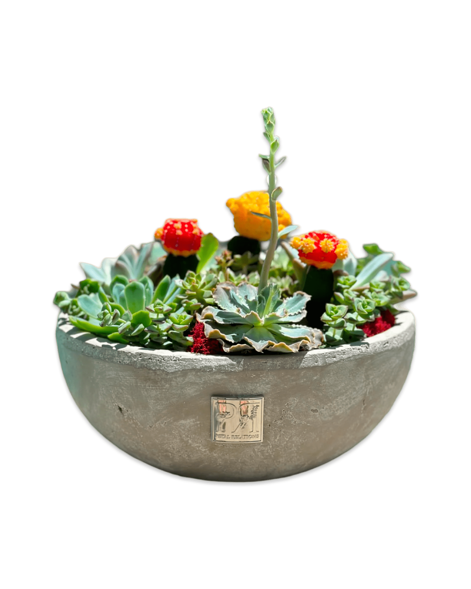 Succulent & Cactus Mix - Petal Relations