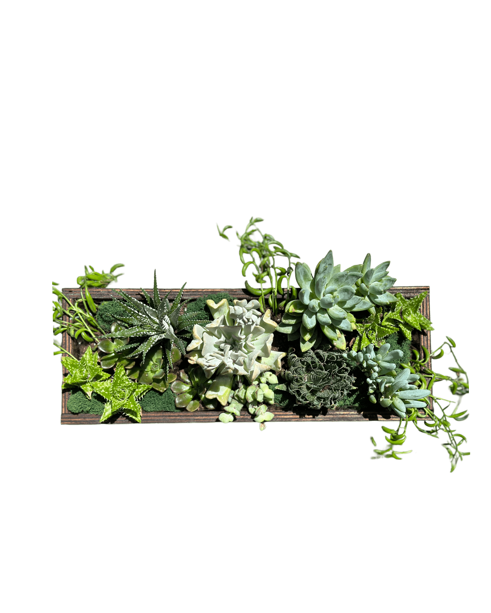 Succulent Mix - Petal Relations LA
