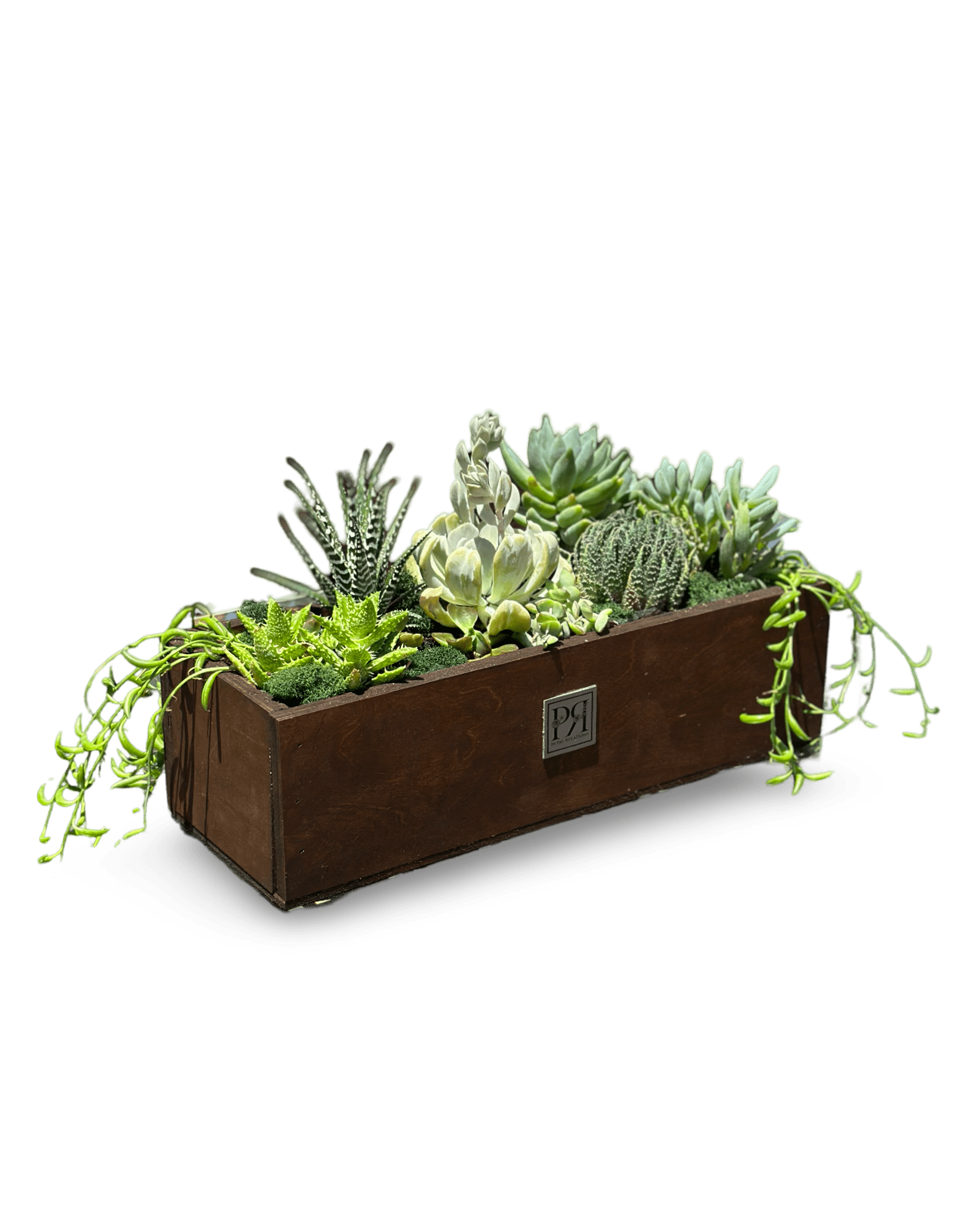Succulent Mix - Petal Relations LA