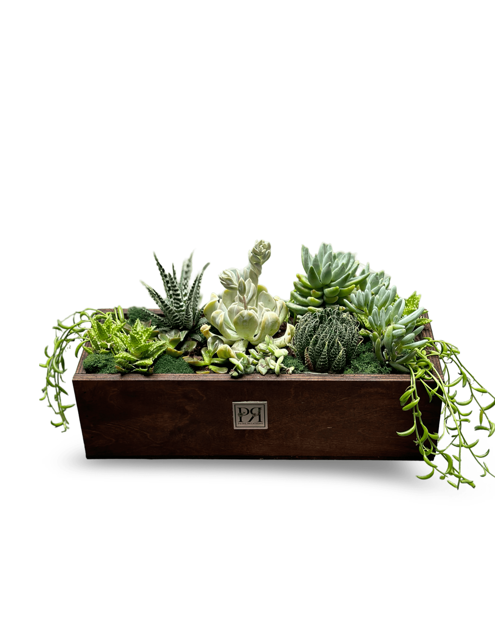 Succulent Mix - Petal Relations LA