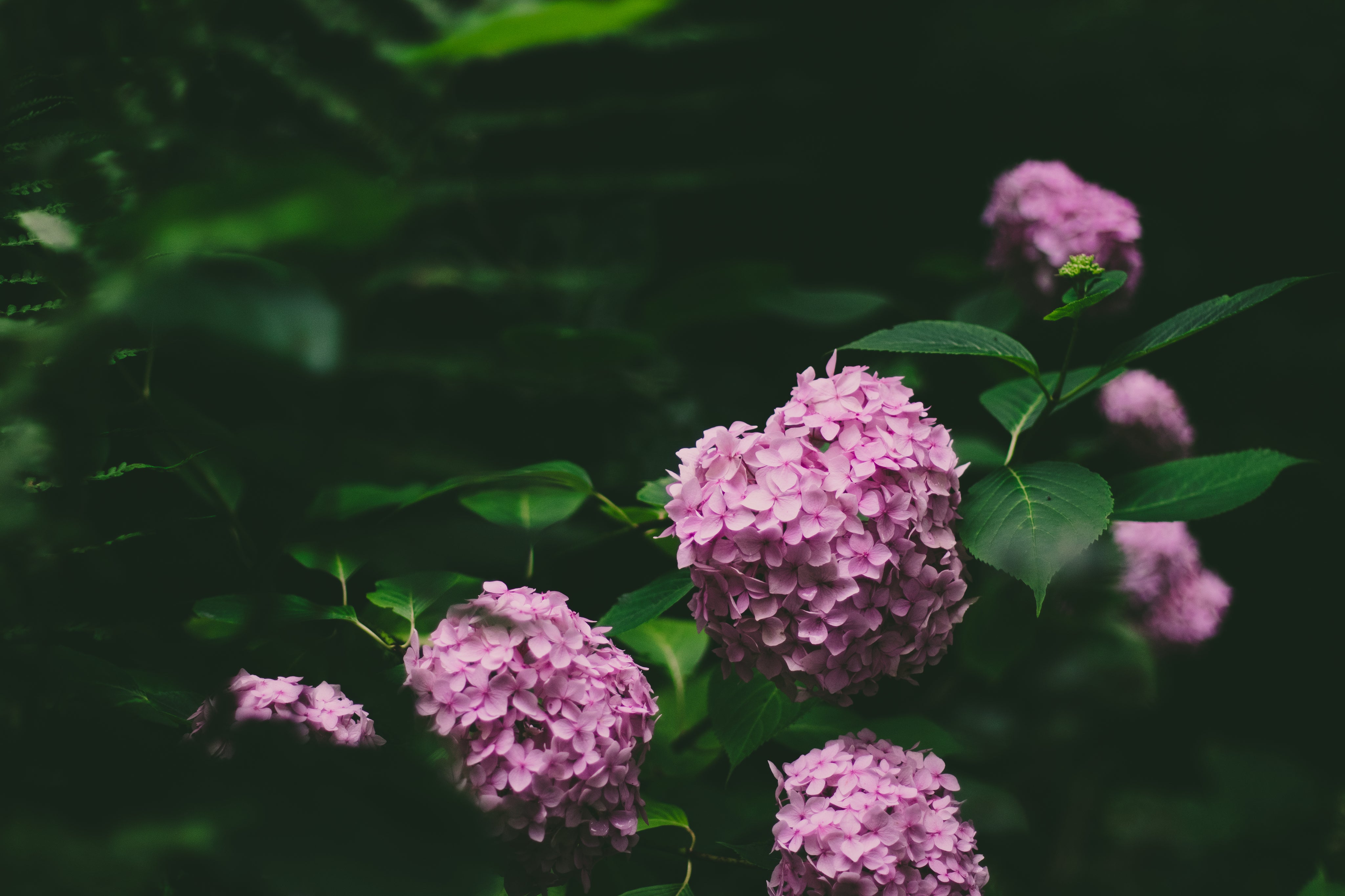 Hydrangea