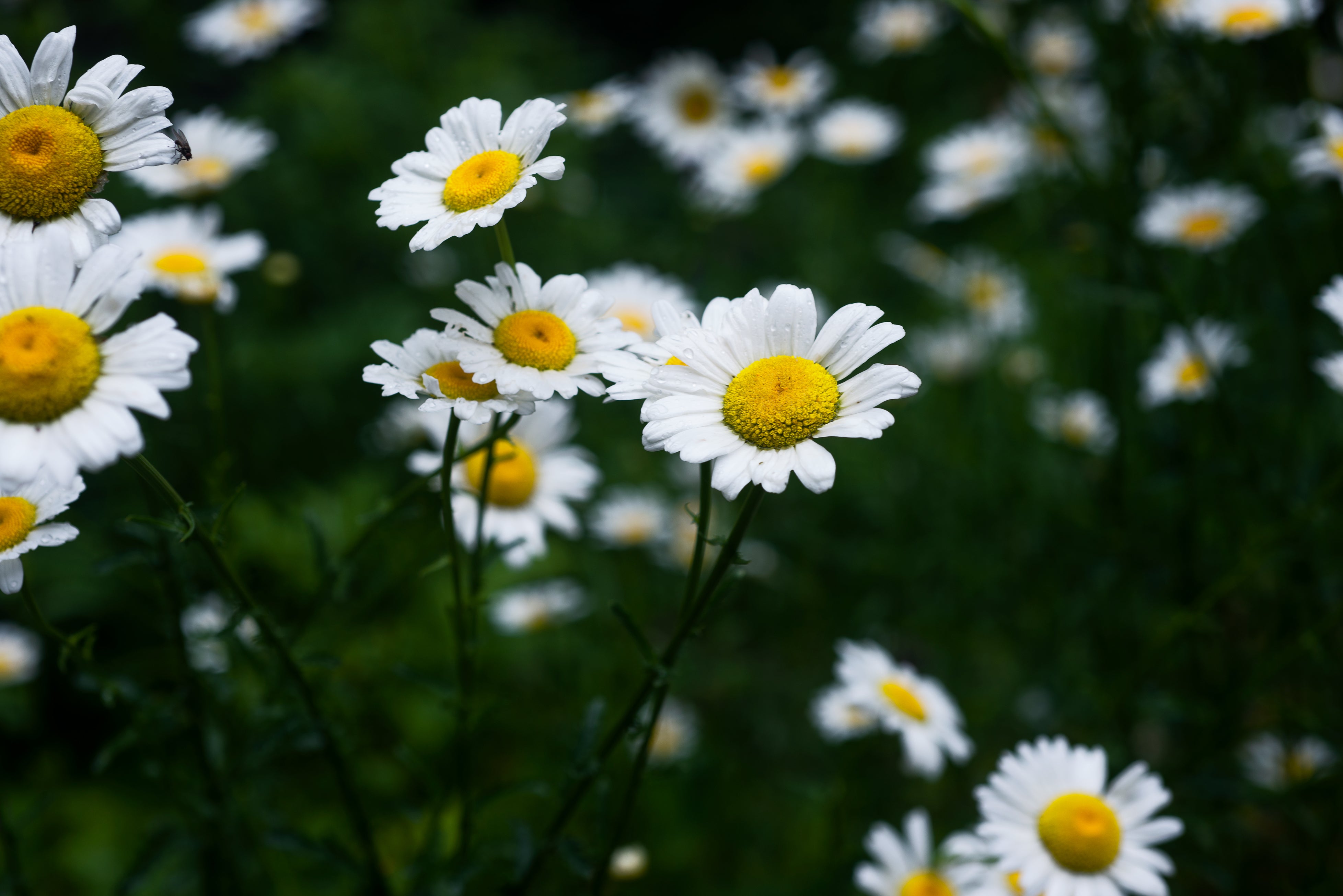 Chamomile