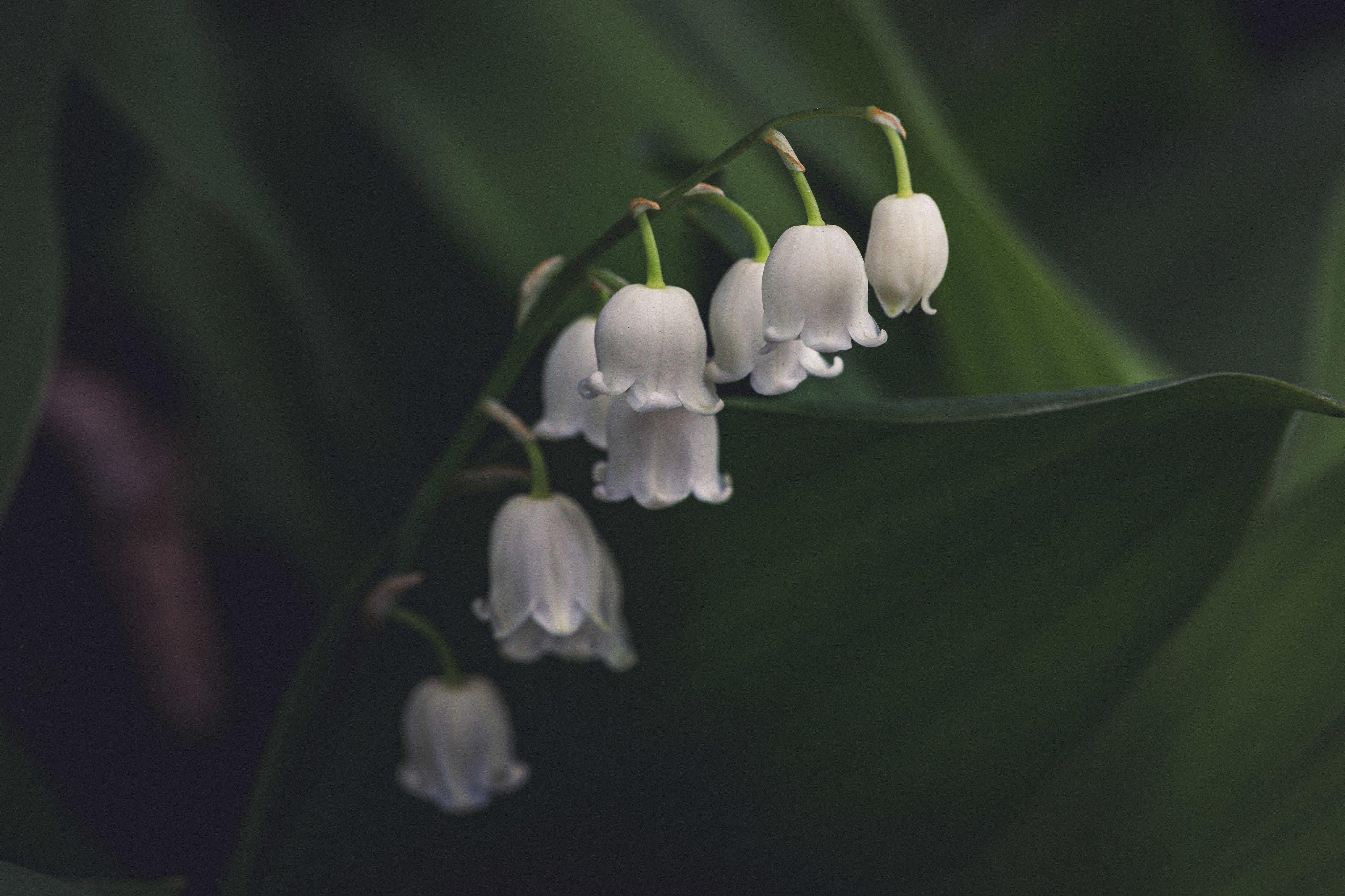 Lily of the Valley